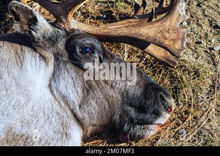 Renne morte sdraiata a terra Foto Stock