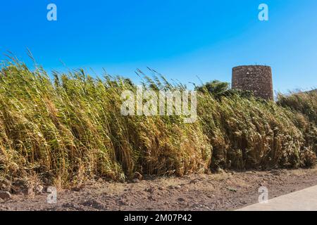 Vecchia torre e sentiero circondato da canne e vegetazione nella spiaggia di Playazo, Rodalquilar, Almeria Foto Stock