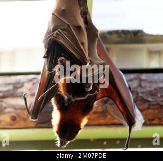 Volpi volanti indiane (Pteropus medius, ex Pteropus giganteus) appese a una rete metallica in uno zoo : (pix Sanjiv Shukla) Foto Stock