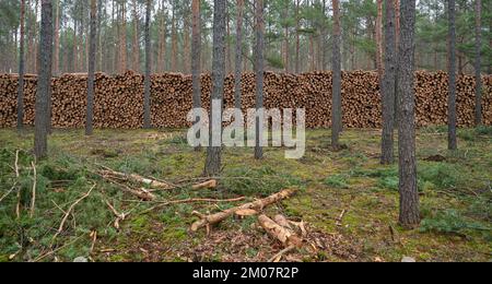 30 novembre 2022, Brandeburgo, Lübben: Molti tronchi di pino abbattuti si trovano in un mucchio in una foresta di conifere di soli pini. Secondo il Ministero dell'agricoltura, dell'ambiente e della protezione del clima del Brandeburgo (MLUK), lo stato del Brandeburgo ha circa 1,1 milioni di ettari di foresta. Che è 37 per cento dell'area di terra dello stato. Ciò rende il Brandeburgo uno degli stati più boschiti della Germania. Due terzi di questa foresta appartengono a proprietari privati e un quarto allo stato del Brandeburgo. Le foreste del Brandeburgo sono dominate da pini. Foto: Patrick Pleul/dpa Foto Stock
