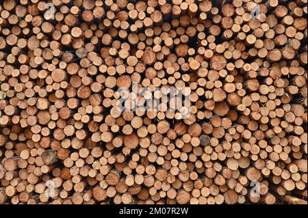 30 novembre 2022, Brandeburgo, Lübben: Molti tronchi di pino abbattuti si trovano in un mucchio in una foresta di conifere di soli pini. Secondo il Ministero dell'agricoltura, dell'ambiente e della protezione del clima del Brandeburgo (MLUK), lo stato del Brandeburgo ha circa 1,1 milioni di ettari di foresta. Che è 37 per cento dell'area di terra dello stato. Ciò rende il Brandeburgo uno degli stati più boschiti della Germania. Due terzi di questa foresta appartengono a proprietari privati e un quarto allo stato del Brandeburgo. Le foreste del Brandeburgo sono dominate da pini. Foto: Patrick Pleul/dpa Foto Stock