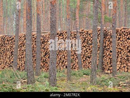 30 novembre 2022, Brandeburgo, Lübben: Molti tronchi di pino abbattuti si trovano in un mucchio in una foresta di conifere di soli pini. Secondo il Ministero dell'agricoltura, dell'ambiente e della protezione del clima del Brandeburgo (MLUK), lo stato del Brandeburgo ha circa 1,1 milioni di ettari di foresta. Che è 37 per cento dell'area di terra dello stato. Ciò rende il Brandeburgo uno degli stati più boschiti della Germania. Due terzi di questa foresta appartengono a proprietari privati e un quarto allo stato del Brandeburgo. Le foreste del Brandeburgo sono dominate da pini. Foto: Patrick Pleul/dpa Foto Stock