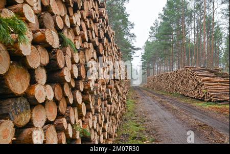 30 novembre 2022, Brandeburgo, Lübben: Molti tronchi di pino abbattuti si trovano in un mucchio in una foresta di conifere di soli pini. Secondo il Ministero dell'agricoltura, dell'ambiente e della protezione del clima del Brandeburgo (MLUK), lo stato del Brandeburgo ha circa 1,1 milioni di ettari di foresta. Che è 37 per cento dell'area di terra dello stato. Ciò rende il Brandeburgo uno degli stati più boschiti della Germania. Due terzi di questa foresta appartengono a proprietari privati e un quarto allo stato del Brandeburgo. Le foreste del Brandeburgo sono dominate da pini. Foto: Patrick Pleul/dpa Foto Stock