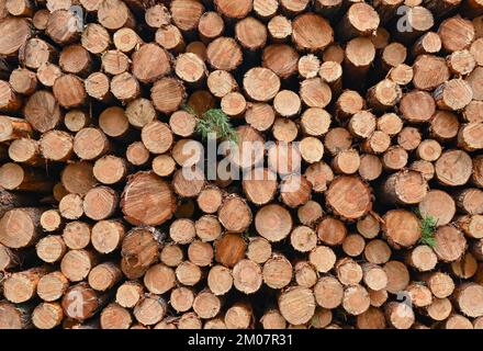 30 novembre 2022, Brandeburgo, Lübben: Molti tronchi di pino abbattuti si trovano in un mucchio in una foresta di conifere di soli pini. Secondo il Ministero dell'agricoltura, dell'ambiente e della protezione del clima del Brandeburgo (MLUK), lo stato del Brandeburgo ha circa 1,1 milioni di ettari di foresta. Che è 37 per cento dell'area di terra dello stato. Ciò rende il Brandeburgo uno degli stati più boschiti della Germania. Due terzi di questa foresta appartengono a proprietari privati e un quarto allo stato del Brandeburgo. Le foreste del Brandeburgo sono dominate da pini. Foto: Patrick Pleul/dpa Foto Stock
