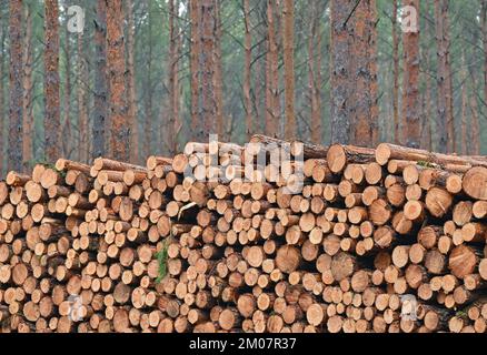 30 novembre 2022, Brandeburgo, Lübben: Molti tronchi di pino abbattuti si trovano in un mucchio in una foresta di conifere di soli pini. Secondo il Ministero dell'agricoltura, dell'ambiente e della protezione del clima del Brandeburgo (MLUK), lo stato del Brandeburgo ha circa 1,1 milioni di ettari di foresta. Che è 37 per cento dell'area di terra dello stato. Ciò rende il Brandeburgo uno degli stati più boschiti della Germania. Due terzi di questa foresta appartengono a proprietari privati e un quarto allo stato del Brandeburgo. Le foreste del Brandeburgo sono dominate da pini. Foto: Patrick Pleul/dpa Foto Stock