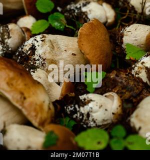 Funghi raccolti e disposti in filari su foglie e erba nel bosco, raccolta funghi nel bosco, funghi porcini commestibili. Foto Stock