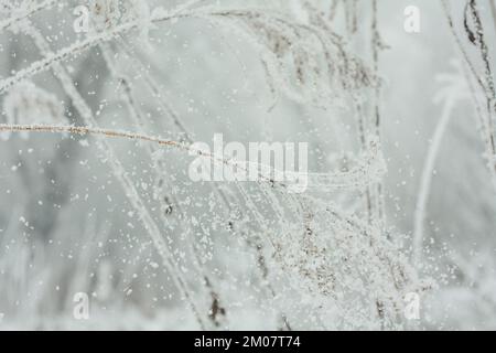 Primo piano i cristalli di hoarfrost che cadono via dalla foto del concetto dei ramoscelli Foto Stock