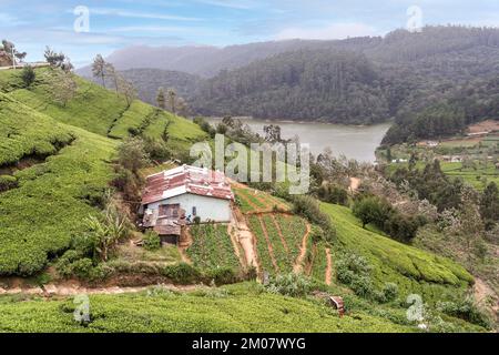 Paesaggio rurale con piantagione di tè e campi di tè terrazzati negli altopiani dello Sri Lanka vicino a Nuwara Eliya negli altopiani dello Sri Lanka. Foto Stock