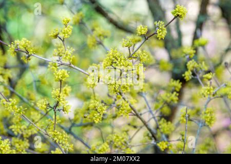 Cornus officinalis, ciliegia di mais giapponese, cornello giapponese, arbusto spalmabile con fiori gialli in pannocchia sciolte Foto Stock