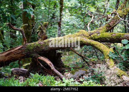 Un primo piano di muschio verde che cresce su un vecchio albero caduto piante verdi intorno in una foresta selvaggia Foto Stock