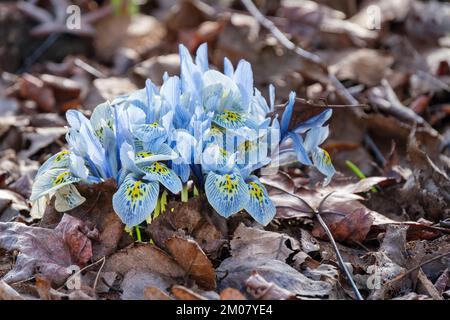 iris Katherine Hodgkin, iris reticulata Katherine Hodgkin, nana iris Katherine Hodgkin, fiori blu pallido, vene blu profondo, blotch giallo alla base Foto Stock