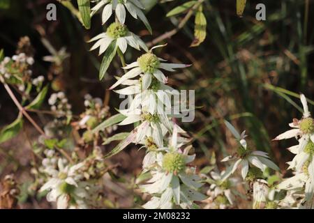I fiori di beebalm piuttosto macchiato nella foresta Foto Stock