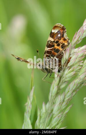 Primo piano naturale con angolo verso l'alto sulla colorata versione arancione della farfalla della mappa, Araschnia levana Foto Stock