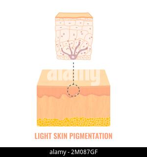 Schema medico del meccanismo di pigmentazione del tono della pelle chiaro Illustrazione Vettoriale