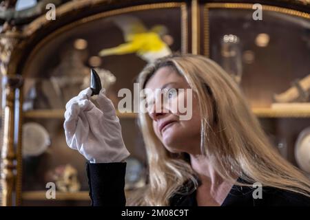 IL BIZZARRO E IL MERAVIGLIOSO ALLE ASTE CURATE Rachael Osborn-Howard che detiene un raro T-Rex dente (stimato a £10.000 - £ 15.000), New Eltham, Londra. Foto Stock