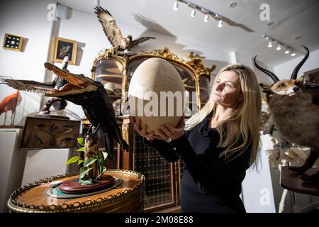 LO STRANO E IL MERAVIGLIOSO ALLE ASTE CURATE. Rachael Osborn-Howard, in possesso di un raro uovo di uccello elefante di 1000 anni (stimato a £4.000 - 6.000 sterline). Foto Stock