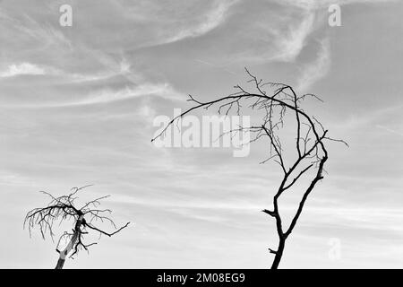 Deadwood, due alberi morti secchi, nuvole di velo nel cielo, immagine simbolo, immagine di sfondo, foto in bianco e nero, Rügen, Meclemburgo-Pomerania occidentale, Ger Foto Stock