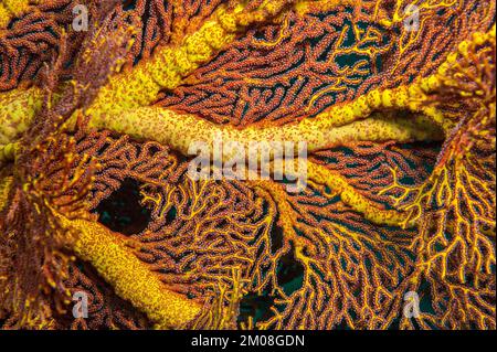 Primo piano di ramificazione di gorgonian fan corallo (Subergorgia gigante ventilatore di mare (Annella mollis), Oceano Indiano, Indo-Pacifico, Isole Similan, Thailandia, Foto Stock