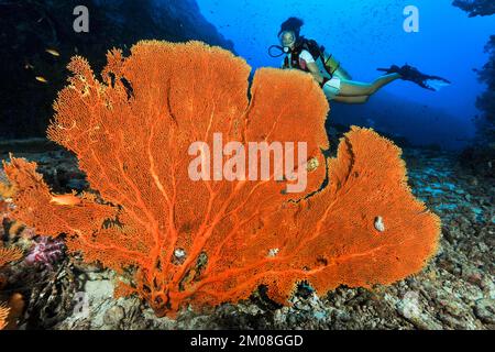 Subacqueo che guarda il grande gorgonian fan corallo (Subergorgia gigante ventilatore di mare (Annella mollis), Oceano Indiano, Indo-Pacifico, Isole Similan, Thailandia, A. Foto Stock