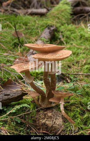 Blusher (Amanita rubescens) in foresta mista, Franconia, Baviera, Germania, Europa Foto Stock