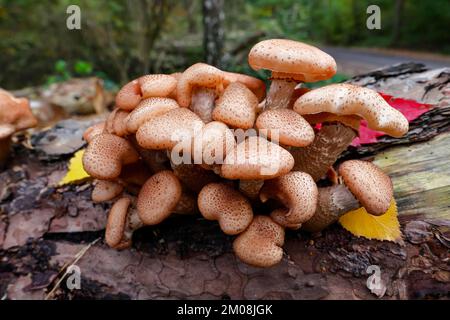 Hallimasch comune, anche giallo dorato o giallo miele Hallimasch (Armillaria mellea), su tronco di albero marciume di un pino scozzese (Pinus sylvestris), Scles Foto Stock