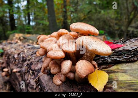 Hallimasch comune, anche giallo dorato o giallo miele Hallimasch (Armillaria mellea), su tronco di albero marciume di un pino scozzese (Pinus sylvestris), Scles Foto Stock