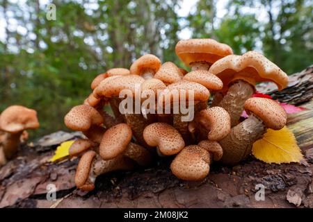 Hallimasch comune, anche giallo dorato o giallo miele Hallimasch (Armillaria mellea), su tronco di albero marciume di un pino scozzese (Pinus sylvestris), Scles Foto Stock