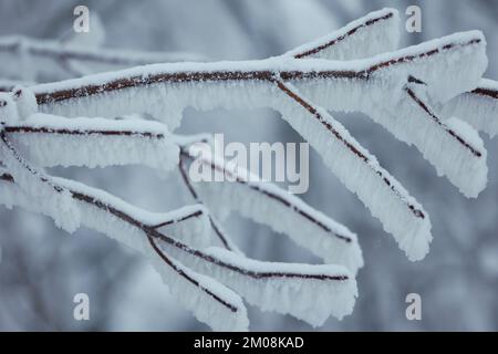 Elbingrode, Germania. 05th Dec, 2022. Hoarfrost si forma sui rami e ramoscelli di un albero. Neve e ghiaccio hanno causato ostacoli al traffico la mattina presto nell'alta Harz. La polizia ha segnalato diversi incidenti stradali scivolosi. Nei prossimi giorni, rimarrà gelido di notte e ad altitudini più elevate nei monti Harz. Credit: Matthias Bein/dpa/Alamy Live News Foto Stock