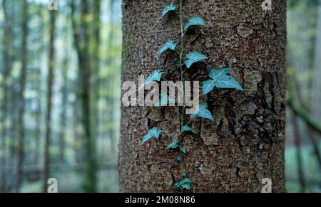 Ivy (Hedera) su tronco di albero, Foresta sveva, Baden-Württemberg, Germania, Europa Foto Stock