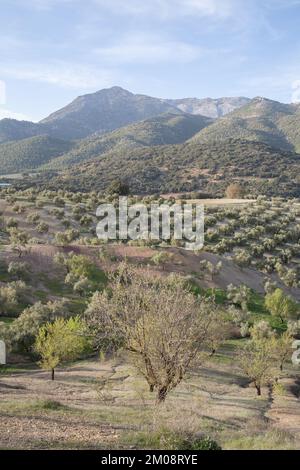 Albero nel Parco Nazionale della Sierra Magina, Jaen, Spagna Foto Stock