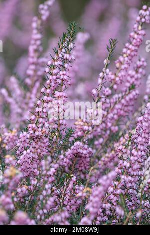 Erica x darleyensis George Rendall, Heath George Rendall, fiori rosa pallido, inizio primavera Foto Stock