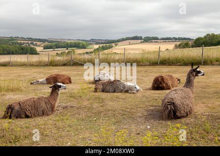 Dormire Llama nel sole estivo Wiltshire Foto Stock