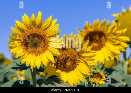 Diversi grandi girasoli gialli non maturi (Helianthus annuus) con grandi api da sudore che raccolgono nettare sulle infiorescenze, primo piano in fuoco, backg Foto Stock