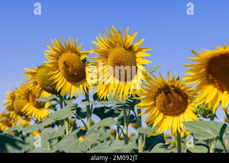 Girasole giallo brillante quasi maturo (Helianthus annuus) infiorescenze con petali spiky e api sudorate su fiori centrali su campo sotto blu brillante Foto Stock