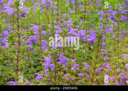 Melissa coltivato in un giardino rustico fattoria. Melissa fiori in agricoltura e raccolta. Fiori viola nel terreno agricolo. Foto Stock