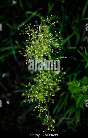 Un primo piano verticale del subcordatum di Alisma, la piantina d'acqua americana sullo sfondo verde. Foto Stock