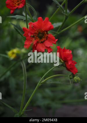 Primo piano dei fiori rossi "Mrs Bradshaw" di Geum davanti e lateralmente con sfondo scuro Foto Stock