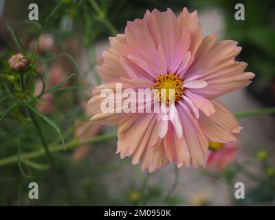Primo piano fiore 'Apricotta' di COSMOS bipinnatus Foto Stock