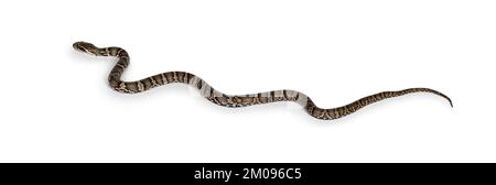 Vista laterale del serpente Rat russo, isolato su uno sfondo bianco Foto Stock