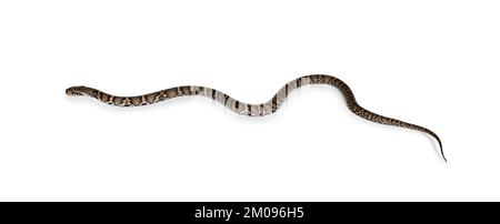 Vista laterale del serpente Rat russo, alias Elaphe schrenckii, isolato su uno sfondo bianco Foto Stock