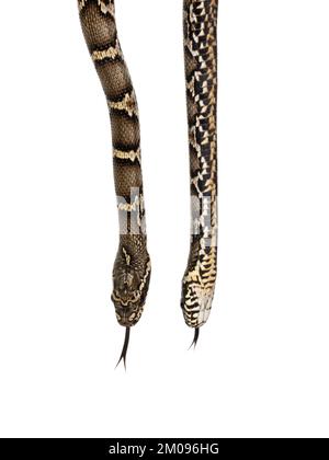 Primo piano e testa doppia della pancia di serpente russo di ratto, alias Elaphe schrenckii. Isolato su sfondo bianco. Foto Stock