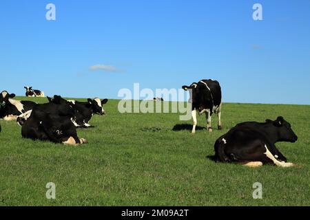 Mucche di razza Fresia in campo al di fuori di Great Chart, Ashford, Kent, Inghilterra, Regno Unito Foto Stock