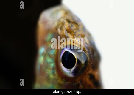 Ruffe eurasiatica nota anche come ruffe o papa. Macro fotografia pesci di fiume. Profondità di campo estremamente ridotta, messa a fuoco morbida Foto Stock