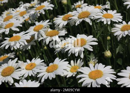 Campo di margherite e fiori che si crogiolano nel luminoso sole estivo. Foto Stock