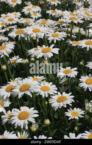 Campo di margherite e fiori che si crogiolano nel luminoso sole estivo. Foto Stock