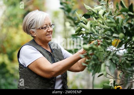 Donna anziana che raccoglie arance di un albero nel suo giardino cortile nella luce dorata di un pomeriggio di sole estate, attivo e sano concetto di pensione Foto Stock