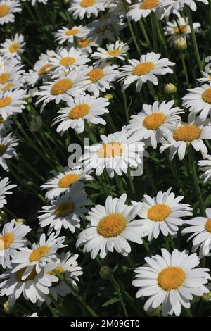 Campo di margherite e fiori che si crogiolano nel luminoso sole estivo. Foto Stock