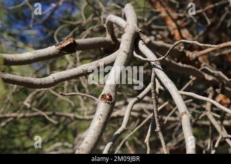 Pinus brutia, pino Calabrese, Pinaceae. Pianta selvatica, presa in inverno. Foto Stock