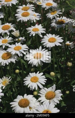 Campo di margherite e fiori che si crogiolano nel luminoso sole estivo. Foto Stock