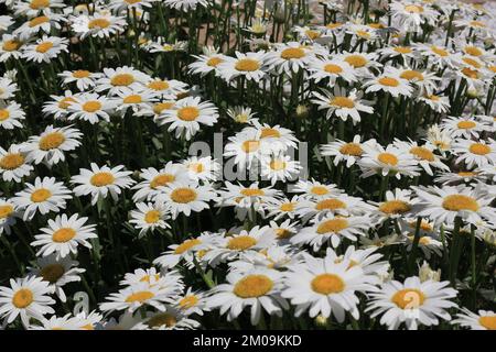 Campo di margherite e fiori che si crogiolano nel luminoso sole estivo. Foto Stock